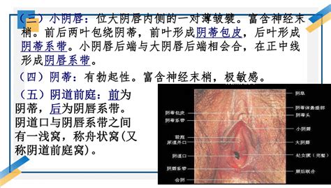 女 生殖器|女陰